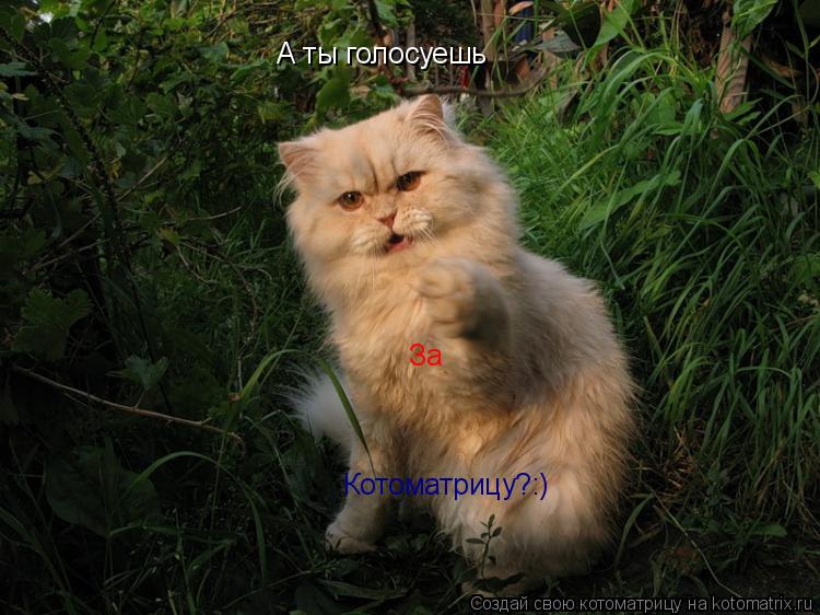 Котоматрица: А ты голосуешь За Котоматрицу?:)