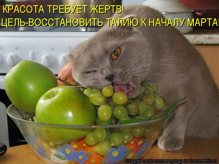 Котоматрица: КРАСОТА ТРЕБУЕТ ЖЕРТВ! ЦЕЛЬ-ВОССТАНОВИТЬ ТАЛИЮ К НАЧАЛУ МАРТА!