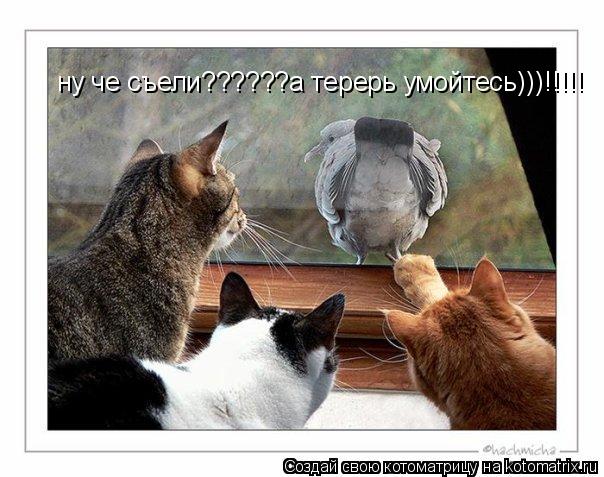 ну че съели??????а терерь умойтесь)))!!!!!... Котоматрица: ну че съели??????а терерь умойтесь)))!!!!!