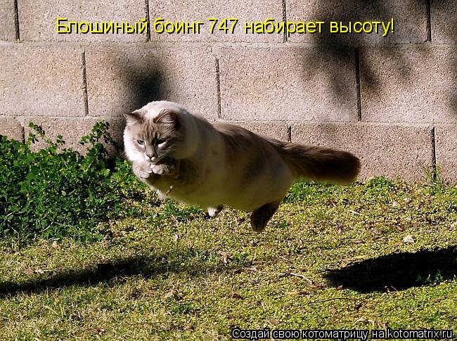 Котоматрица: Блошиный боинг 747 набирает высоту!