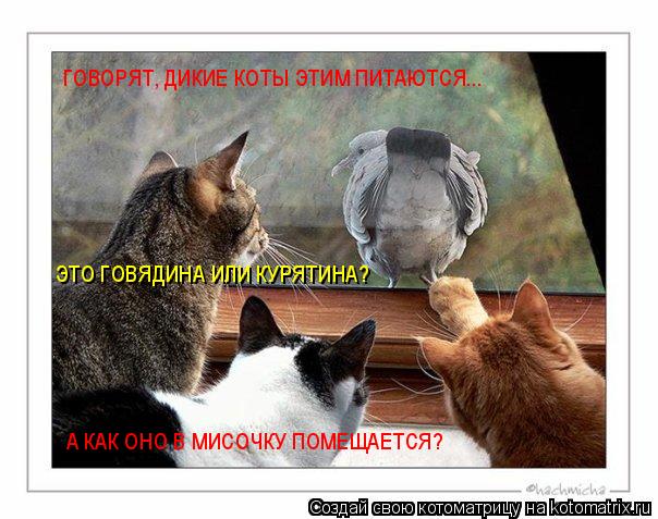 Котоматрица: А КАК ОНО В МИСОЧКУ ПОМЕЩАЕТСЯ? ГОВОРЯТ, ДИКИЕ КОТЫ ЭТИМ ПИТАЮТСЯ... ЭТО ГОВЯДИНА ИЛИ КУРЯТИНА?
