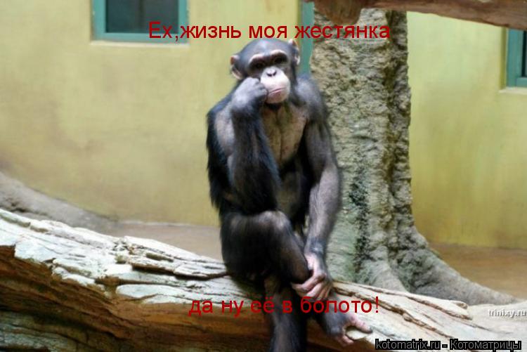 Ех,жизнь моя жестянка да ну её в болото!... Котоматрица: Ех,жизнь моя жестянка да ну её в болото!