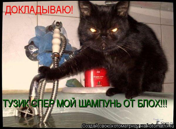 Котоматрица: ДОКЛАДЫВАЮ! ТУЗИК СПЕР МОЙ ШАМПУНЬ ОТ БЛОХ!!!
