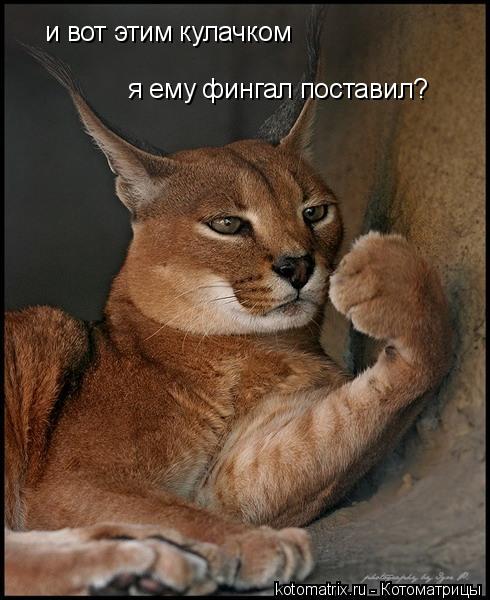 и вот этим кулачком я ему фингал поставил?... Котоматрица: и вот этим кулачком я ему фингал поставил?