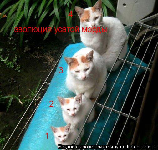 эволюция усатой морды 1 2 3 4... Котоматрица: эволюция усатой морды 1 2 3 4