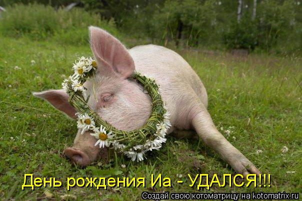 День рождения Иа - УДАЛСЯ!!!... Котоматрица: День рождения Иа - УДАЛСЯ!!!