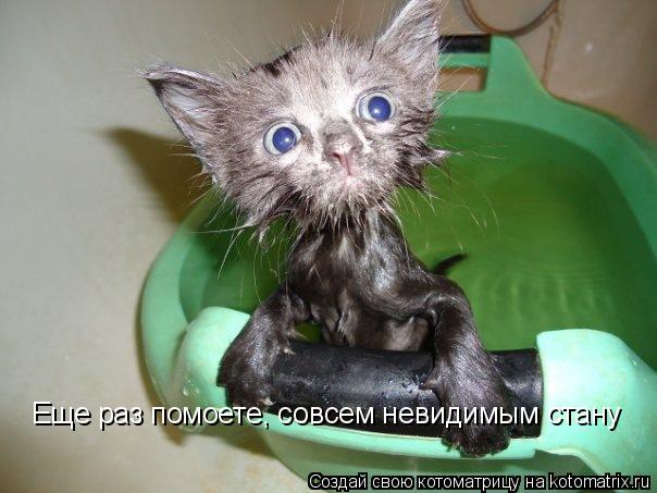 Еще раз помоете, совсем невидимым стану... Котоматрица: Еще раз помоете, совсем невидимым стану