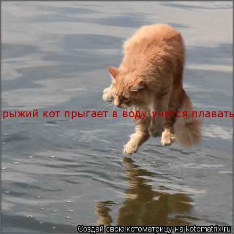 Котоматрица: рыжий кот прыгает в воду учится плавать рыжий кот прыгает в воду учится плавать