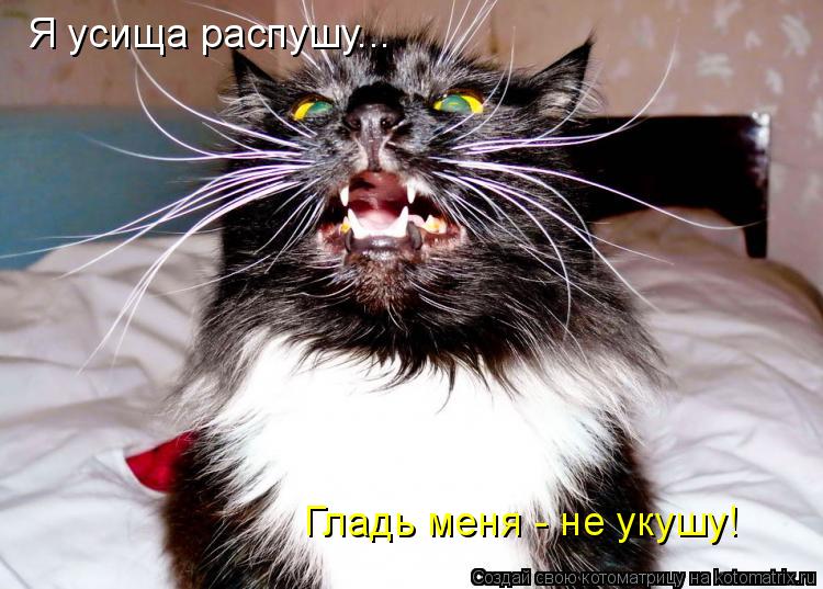 Я усища распушу... Гладь меня - не укушу!... Котоматрица: Я усища распушу... Гладь меня - не укушу!
