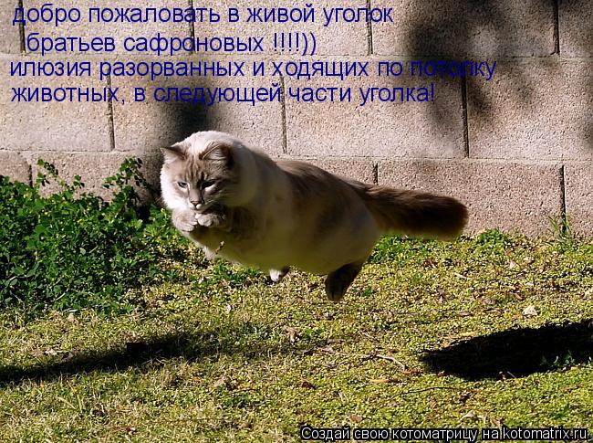добро пожаловать в живой уголок братьев сафроновых !!!!)) илюзия разорванных и ходящих по потолку жив... Котоматрица: добро пожаловать в живой уголок братьев сафроновых !!!!)) илюзия разорванных и ходящих по потолку животных, в следующей части уголка!