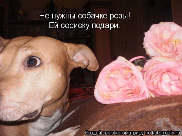 Не нужны собачке розы! Ей сосиску подари.... Котоматрица: Не нужны собачке розы! Ей сосиску подари.