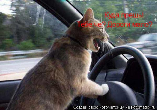Куда прешь! Тебе че? Дороги мало?... Котоматрица: Куда прешь! Тебе че? Дороги мало?