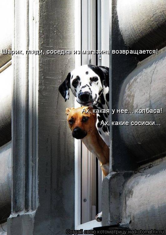 Шарик, гляди, соседка из магазина возвращается! Ах, какая у нее... колбаса! Ах, какие сосиски...... Котоматрица: Шарик, гляди, соседка из магазина возвращается! Ах, какая у нее... колбаса! Ах, какие сосиски...