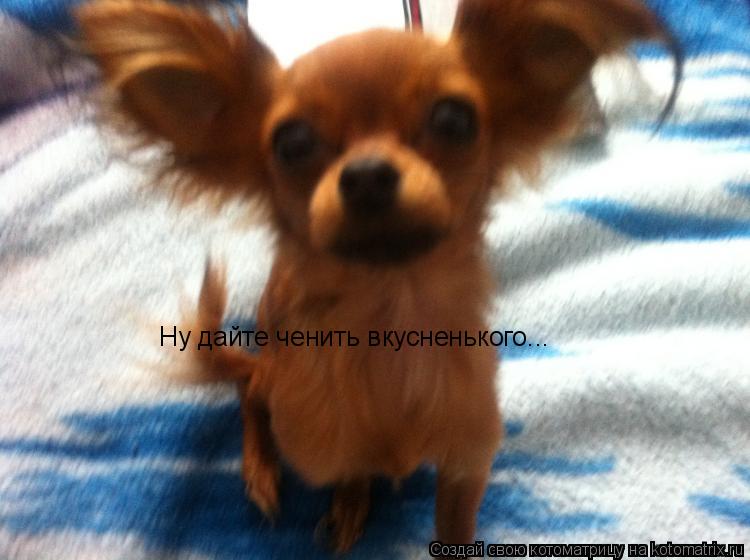 Ну дайте ченить вкусненького...... Котоматрица: Ну дайте ченить вкусненького...