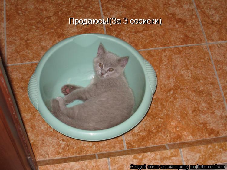 Продаюсь!(За 3 сосиски)... Котоматрица: Продаюсь!(За 3 сосиски)