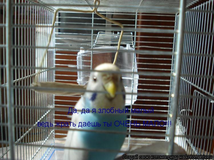 Да, да я злобный малый Да, да я злобный малый ведь жрать даёшь ты ОЧЕНЬ МАЛО!!!... Котоматрица: Да, да я злобный малый Да, да я злобный малый ведь жрать даёшь ты ОЧЕНЬ МАЛО!!!
