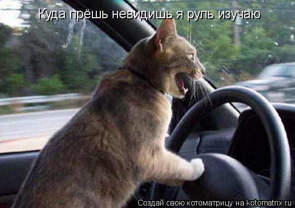 Куда прёшь невидишь я руль изучаю... Котоматрица: Куда прёшь невидишь я руль изучаю