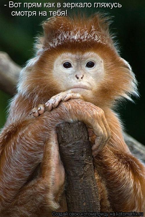 - Вот прям как в зеркало гляжусь смотря на тебя!... Котоматрица: - Вот прям как в зеркало гляжусь смотря на тебя!