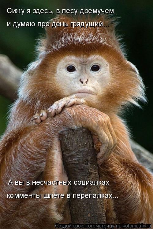 Сижу я здесь, в лесу дремучем, и думаю про день грядущий... А вы в несчастных социалках комменты шлет... Котоматрица: Сижу я здесь, в лесу дремучем, и думаю про день грядущий... А вы в несчастных социалках комменты шлете в перепалках...
