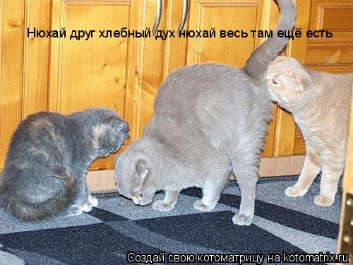 Нюхай друг хлебный дух нюхай весь там ещё есть... Котоматрица: Нюхай друг хлебный дух нюхай весь там ещё есть