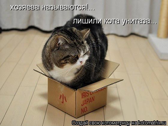хозяева называются!... лишили кота унитаза...... Котоматрица: хозяева называются!... лишили кота унитаза...