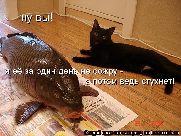ну вы! я её за один день не сожру - а потом ведь стухнет!... Котоматрица: ну вы! я её за один день не сожру - а потом ведь стухнет!