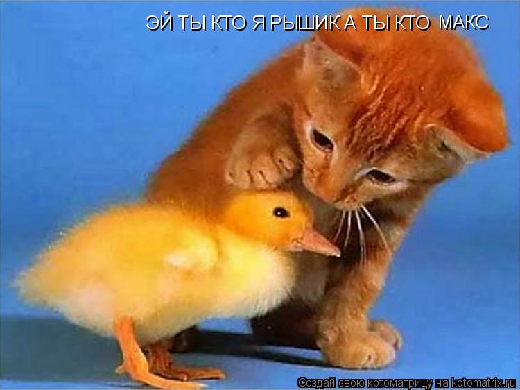 ЭЙ ТЫ КТО Я РЫШИК А ТЫ КТО МАКС... Котоматрица: ЭЙ ТЫ КТО Я РЫШИК А ТЫ КТО МАКС