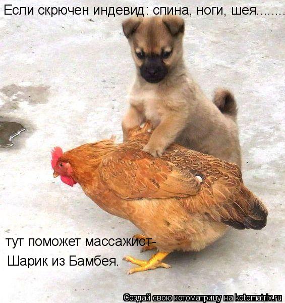 Если скрючен индевид: спина, ноги, шея........ тут поможет массажист- Шарик из Бамбея.... Котоматрица: Если скрючен индевид: спина, ноги, шея........ тут поможет массажист- Шарик из Бамбея.