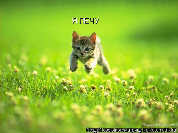 Я ЛЕЧУ... Котоматрица: Я ЛЕЧУ
