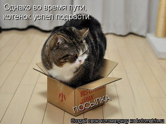 Однако во время пути, котенок успел подрасти. ПОСЫЛКА... Котоматрица: Однако во время пути, котенок успел подрасти. ПОСЫЛКА
