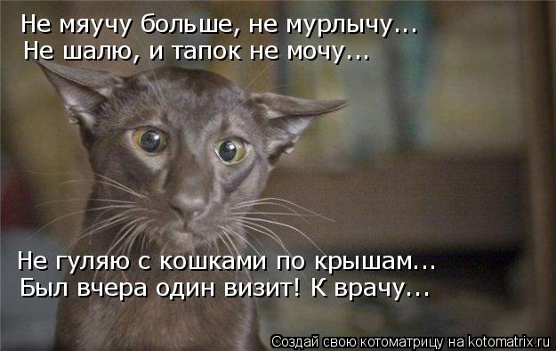 Не мяучу больше, не мурлычу….. Не шалю, и тапок не мочу….. Не гуляю с кошками по крышам….. Был вчера ... Котоматрица: Не мяучу больше, не мурлычу….. Не шалю, и тапок не мочу….. Не гуляю с кошками по крышам….. Был вчера один визит! К врачу…..