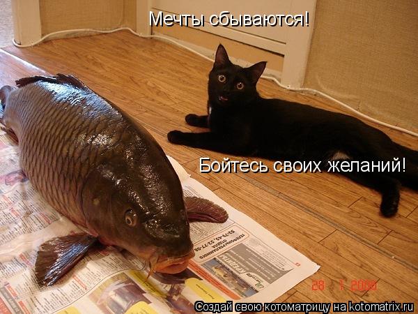 Мечты сбываются! Бойтесь своих желаний!... Котоматрица: Мечты сбываются! Бойтесь своих желаний!