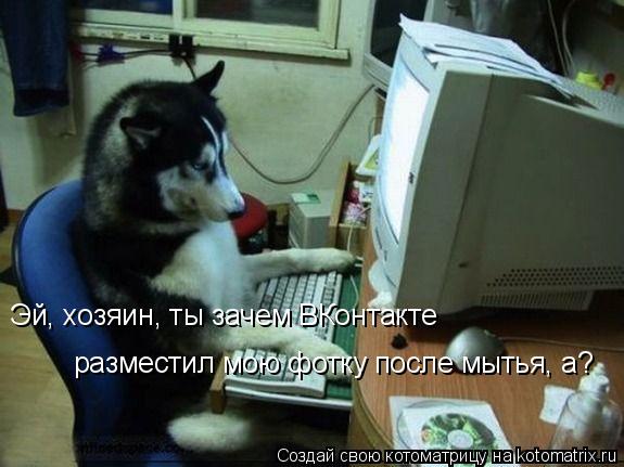 Эй, хозяин, ты зачем ВКонтакте разместил мою фотку после мытья, а?... Котоматрица: Эй, хозяин, ты зачем ВКонтакте разместил мою фотку после мытья, а?