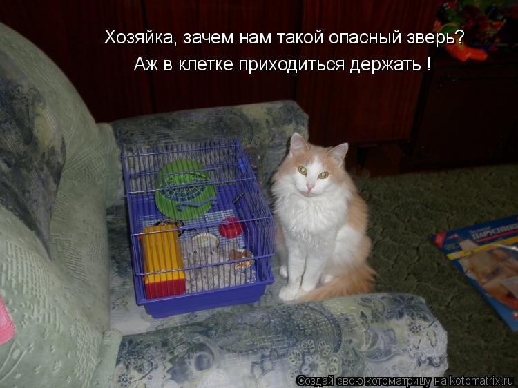 Хозяйка, зачем нам такой опасный зверь? Аж в клетке приходиться держать !... Котоматрица: Хозяйка, зачем нам такой опасный зверь? Аж в клетке приходиться держать !