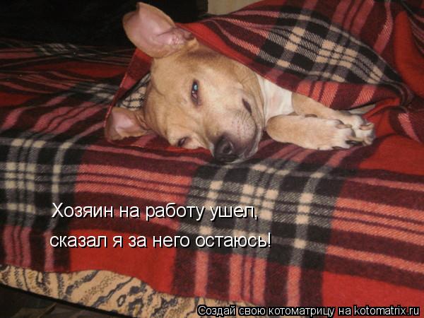 Хозяин на работу ушел, сказал я за него остаюсь!... Котоматрица: Хозяин на работу ушел, сказал я за него остаюсь!