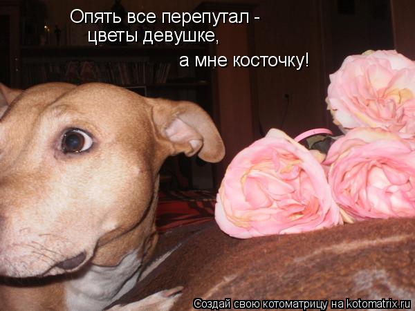 Опять все перепутал - цветы девушке, а мне косточку!... Котоматрица: Опять все перепутал - цветы девушке, а мне косточку!