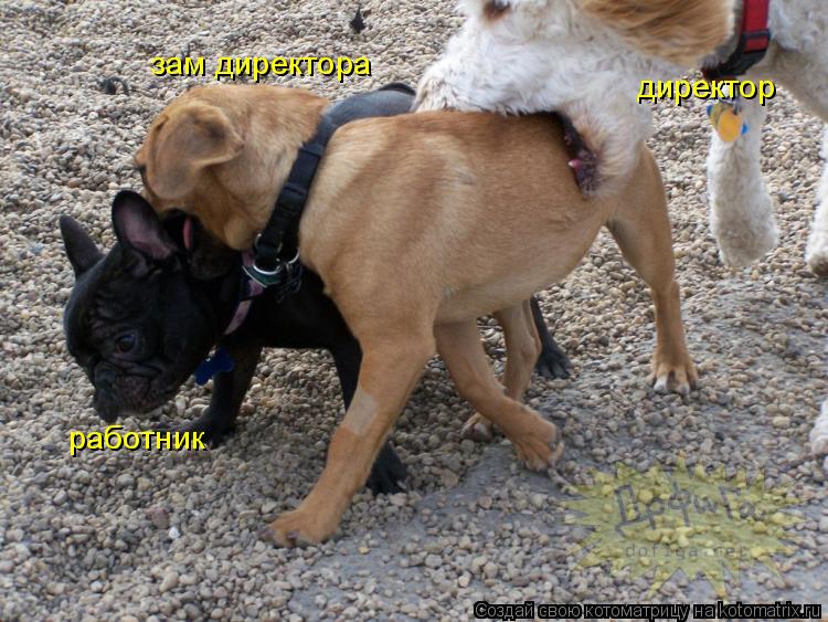 работник зам директора директор... Котоматрица: работник зам директора директор