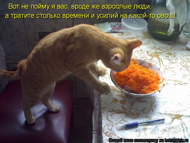 Вот не пойму я вас, вроде же взрослые люди, а тратите столько времени и усилий на какой-то овощ!... Котоматрица: Вот не пойму я вас, вроде же взрослые люди, а тратите столько времени и усилий на какой-то овощ!