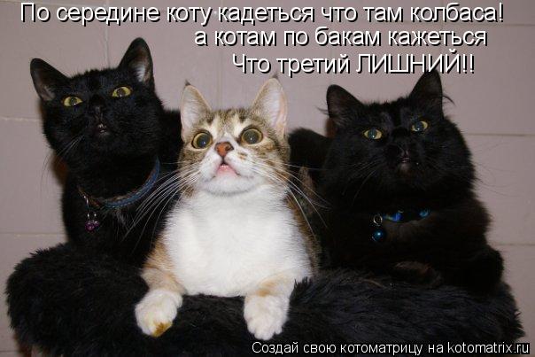 Котоматрица: По середине коту кадеться что там колбаса! а котам по бакам кажеться Что третий ЛИШНИЙ!!