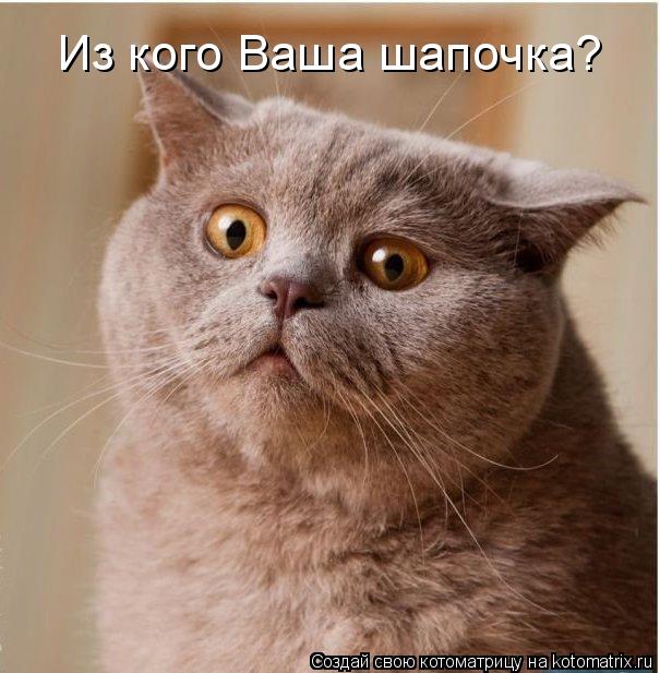 Котоматрица: Из кого Ваша шапочка?