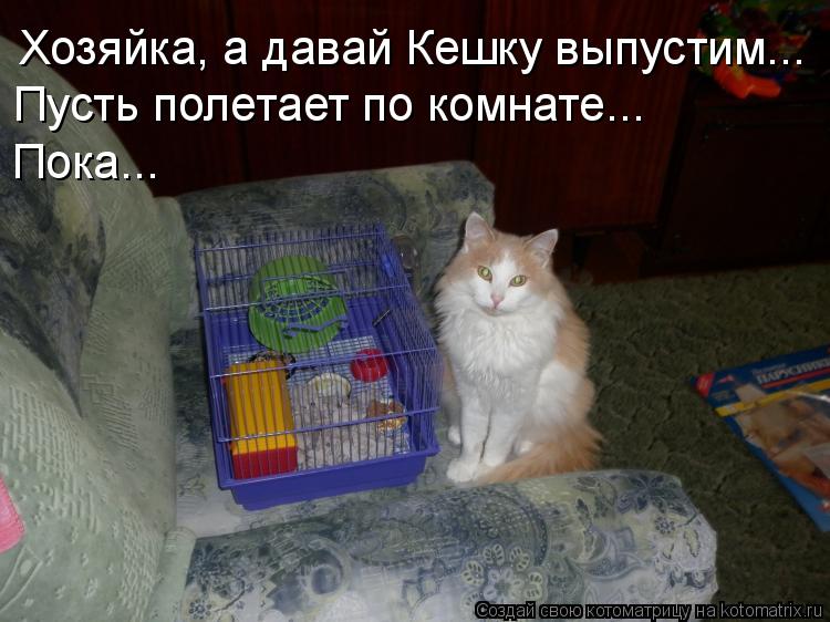 Котоматрица: Хозяйка, а давай Кешку выпустим... Пусть полетает по комнате... Пока...