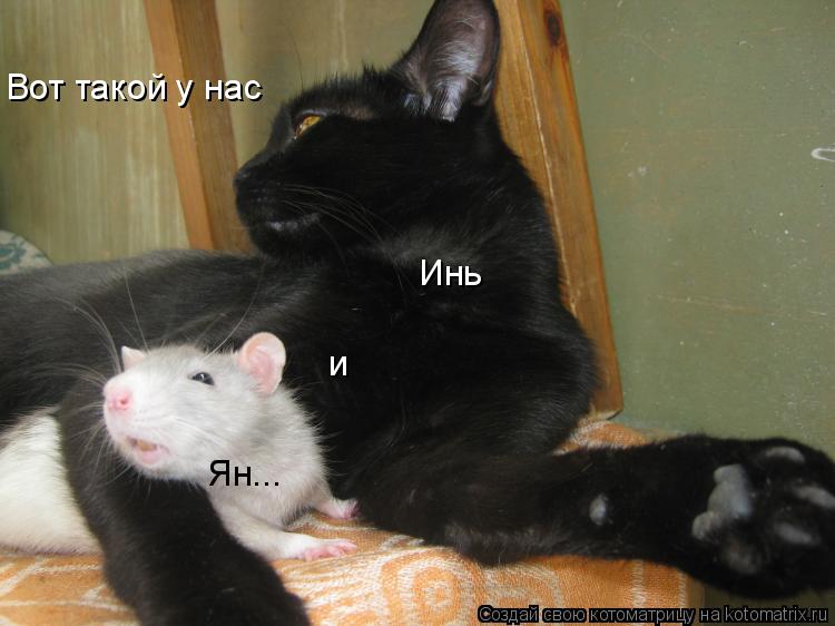 Котоматрица: Инь и Ян... Вот такой у нас