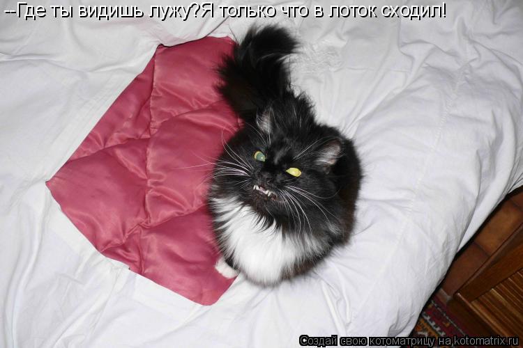 Котоматрица: --Где ты видишь лужу?Я только что в лоток сходил!