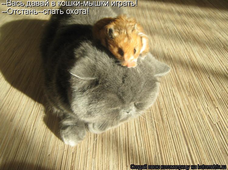 Котоматрица: --Вась,давай в кошки-мышки играть! --Отстань--спать охота!