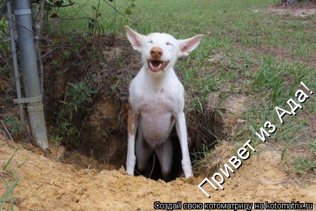 Котоматрица: Привет из Ада!