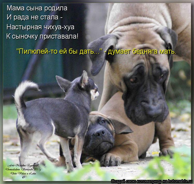 Котоматрица: Мама сына родила И рада не стала - Настырная чихуа-хуа К сыночку приставала! "Пилюлей-то ей бы дать..." - думает бедняга мать.