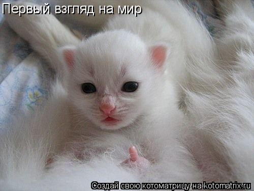 Котоматрица: Первый взгляд на мир