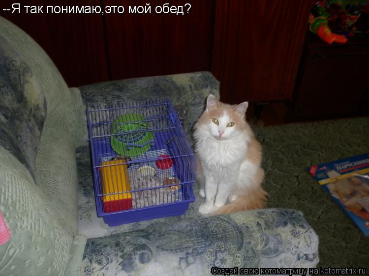 Котоматрица: --Я так понимаю,это мой обед?