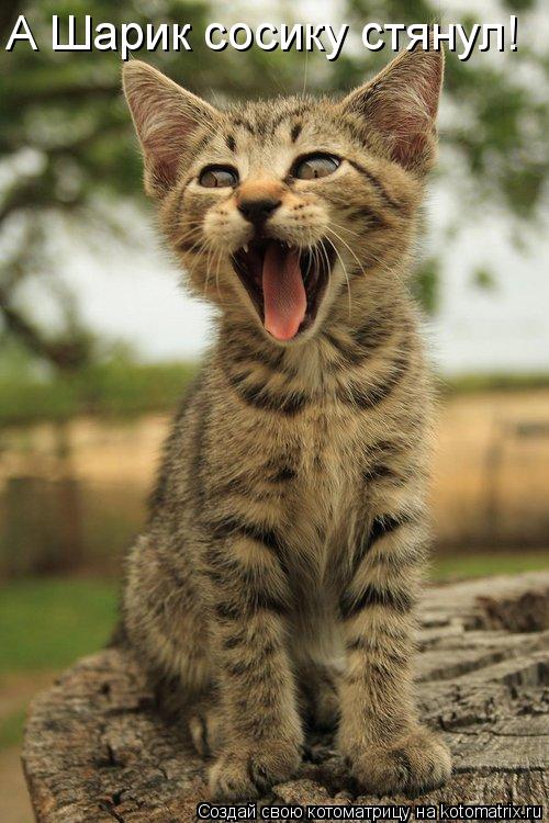 Котоматрица: А Шарик сосику стянул!