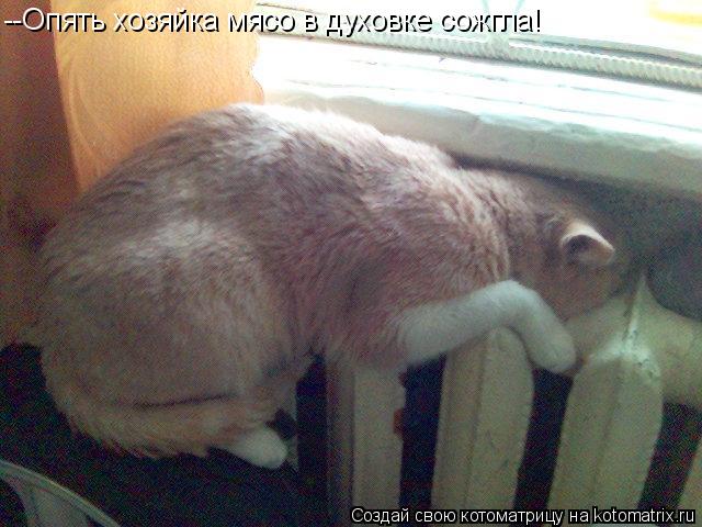 Котоматрица: --Опять хозяйка мясо в духовке сожгла!
